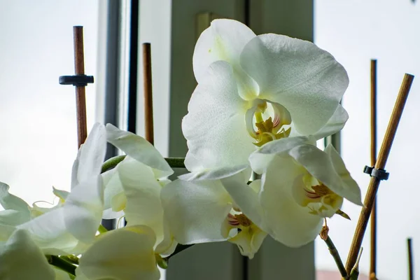 Egy Közeli Felvétel Gyönyörű Fehér Lepke Orchideákról Fény Alatt Egy — Stock Fotó