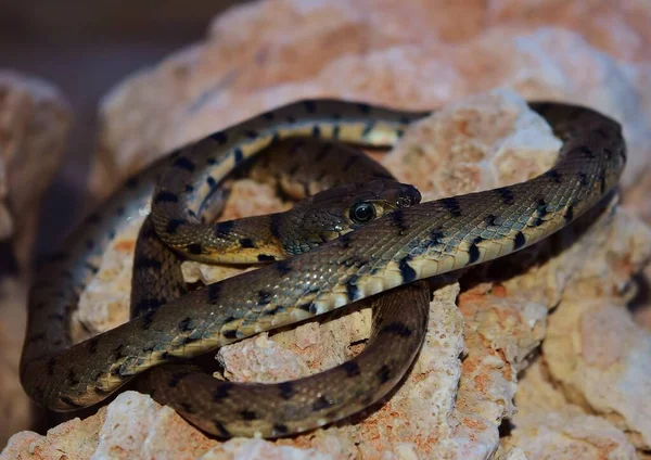 Closeup Algerian Whip Snake Crawling Rocks Sunlight Malta — Stock Photo, Image