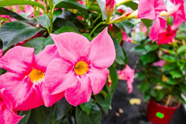 Tiro Foco Seletivo Belas Flores Rosa Rocktrumpet Capturados Jardim — Fotografia de Stock