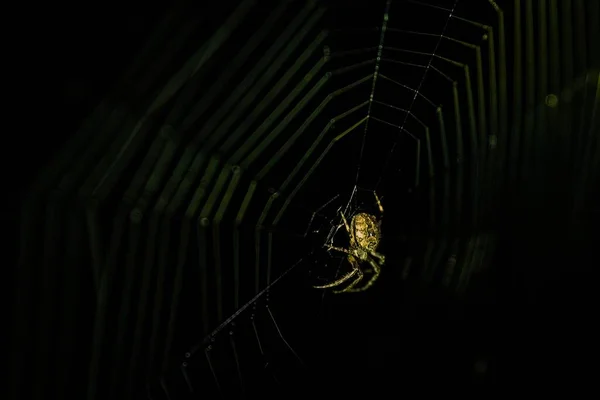 暗い森のクモの巣の中で恐ろしいクモの選択的フォーカスショット — ストック写真