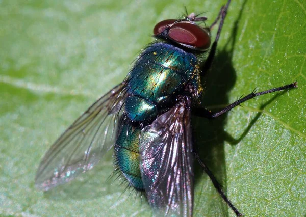 Tiro Close Uma Mosca Uma Folha Verde Perfeito Para Fundo — Fotografia de Stock