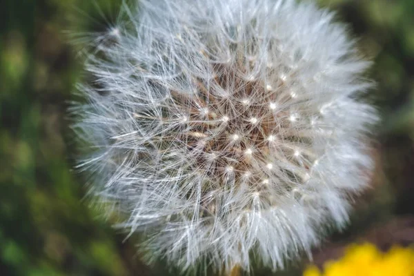 Primo Piano Bellissimo Dente Leone Catturato Giorno Nel Mezzo Giardino — Foto Stock