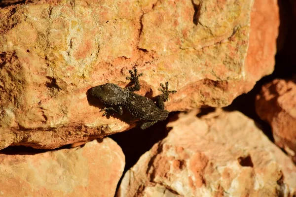 Moorish Gecko Crawling Rocks Sunlight Daytime Malta Royalty Free Stock Photos