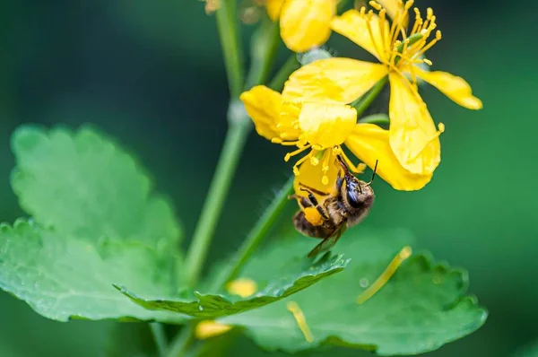 蜜蜂坐在黄绿色的小花朵上 背景模糊的一张选择性的焦点照片 — 图库照片