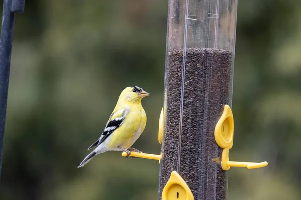 美国金翅雀停在喂鸟容器上的特写镜头 — 图库照片