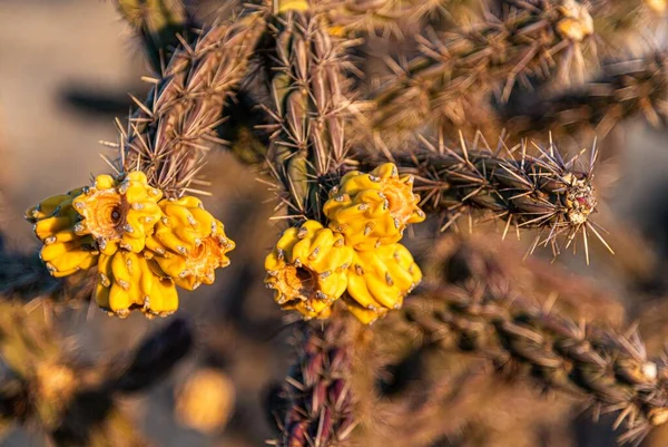 Mise Point Sélective Petites Fleurs Jaunes Fleuries Sur Cactus Sauvage — Photo