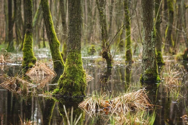 Een Betoverend Uitzicht Bomen Planten Rivier Het Bos Een Koud — Stockfoto