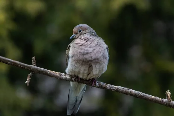 Tiro Perto Uma Bela Pomba Luto Descansando Galho — Fotografia de Stock