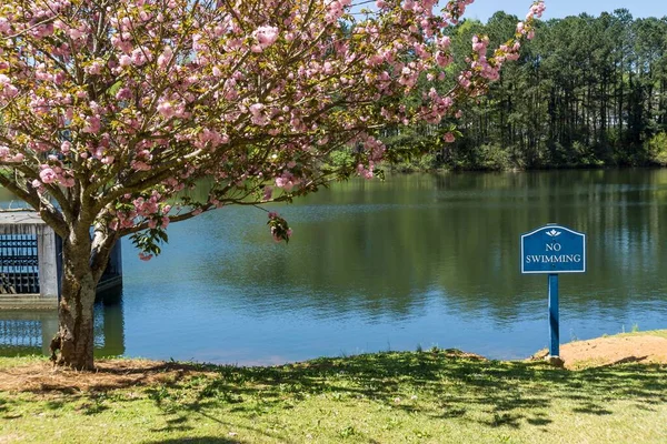 背後に木がある湖の前で桜の木の美しいショット — ストック写真