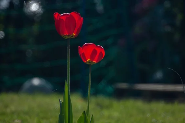 Selective Focus Shot Two Red Tulips Field Blurred Background — Stock Photo, Image