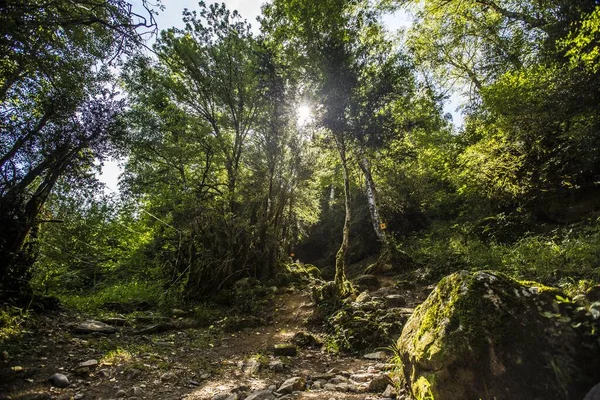 Прекрасна Зелень Горах Ікони Пантікози Арагонських Піренеях Іспанія — стокове фото