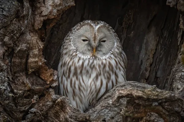 Bellissimo Scatto Del Famoso Ural Owl Grigio Che Riposa Nido — Foto Stock