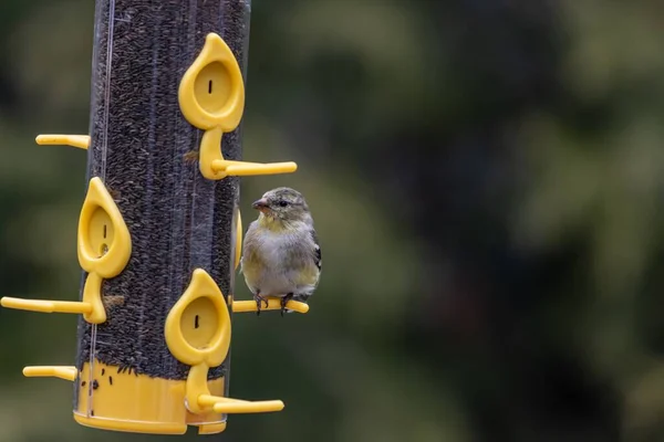 美国金翅雀停在喂鸟容器上的特写镜头 — 图库照片