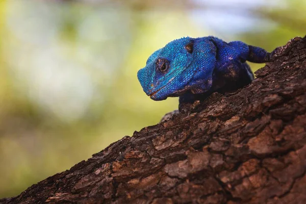 Disparo Enfoque Selectivo Agama Azul Sobre Tronco Árbol Antiguo Con —  Fotos de Stock