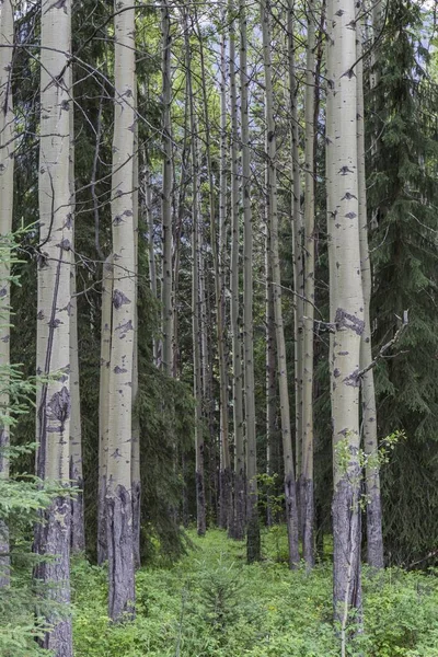 Тонкие Прямые Стволы Леса — стоковое фото