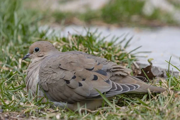 Eine Nahaufnahme Einer Schönen Trauernden Taube Die Auf Einem Rasenplatz — Stockfoto
