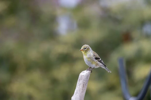 Plan Mise Point Peu Profond Oiseau Chardonneret Amérique Reposant Sur — Photo