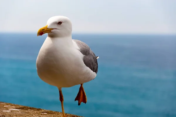 Closeup Shot Seagull Standing One Leg Stone Sea Background — Stock Photo, Image