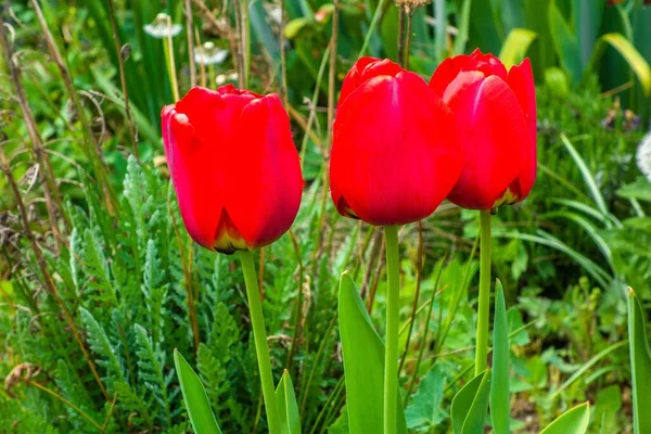 Closeup Shot Three Red Tulips Growing Field — Stock Photo, Image