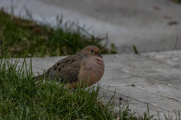 Closeup Shot Beautiful Mourning Dove Resting Concrete Surface — Stock Photo, Image