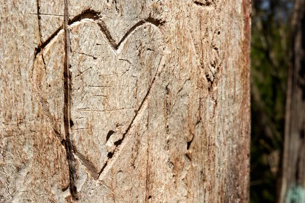 Tiro Close Calor Esculpido Tronco Uma Velha Árvore Conceito Amor — Fotografia de Stock