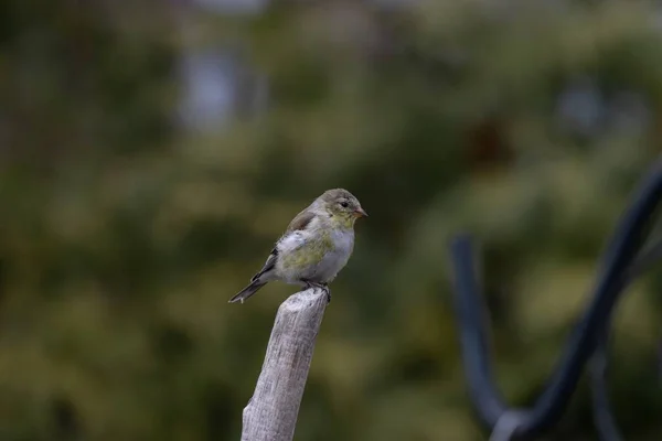 美国金翅鸟栖息在树枝上的浅浅的焦距镜头 — 图库照片