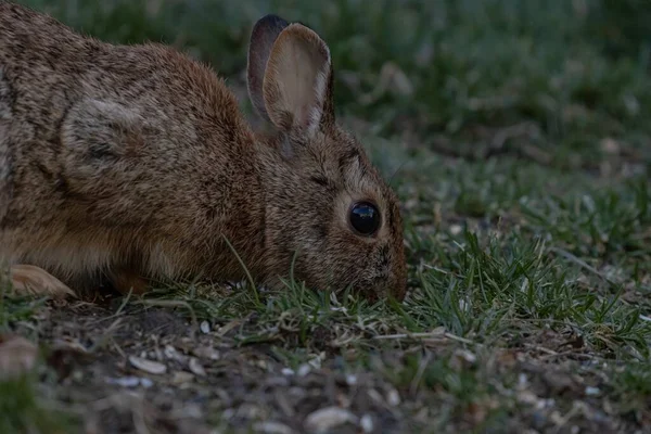 草の地面に茶色のウサギのクローズアップショット — ストック写真