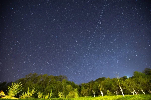 Bel Colpo Basso Alberi Sotto Cielo Stellato Notturno — Foto Stock