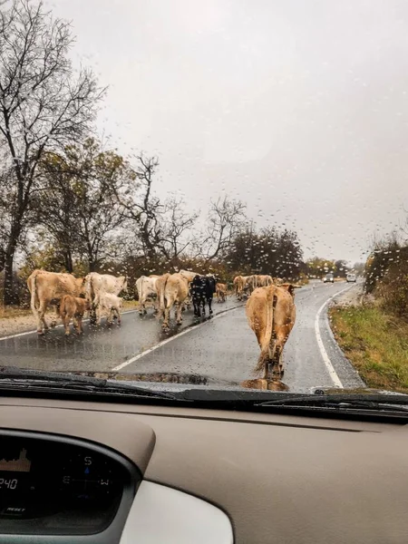 Pionowy Ujęcie Grupa Krowa Droga Deszczowy Dzień Uchwycony Wewnątrz Samochód — Zdjęcie stockowe