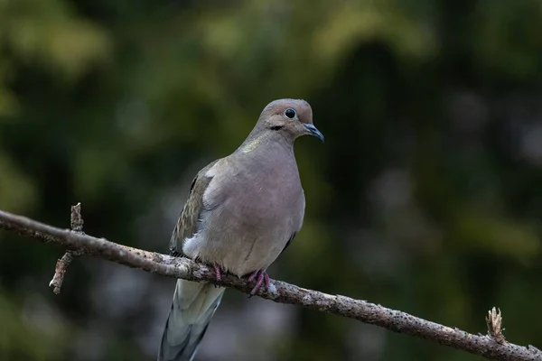 Gros Plan Une Belle Colombe Deuil Reposant Sur Une Brindille — Photo