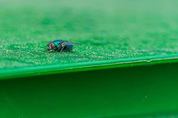 Eine Selektive Fokusaufnahme Einer Fliege Auf Einer Grünen Oberfläche — Stockfoto