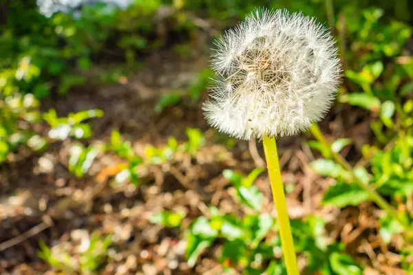 Eine Schöne Aufnahme Der Löwenzahnblume Garten — Stockfoto