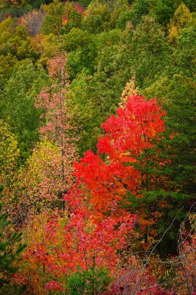 Colpo Verticale Una Vista Ipnotizzante Alberi Autunno Concetto Distinguersi Diverso — Foto Stock