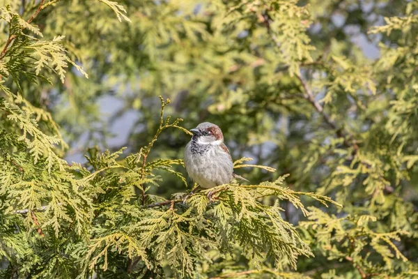 Detailní Záběr Vrabce Domu Spočívajícího Větvi Stromu — Stock fotografie