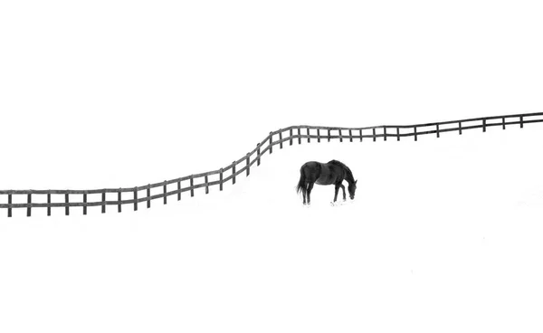 Ένα Μαύρο Άλογο Βοσκής Και Ένας Μακρύς Φράχτης Απομονωμένα Λευκό — Φωτογραφία Αρχείου
