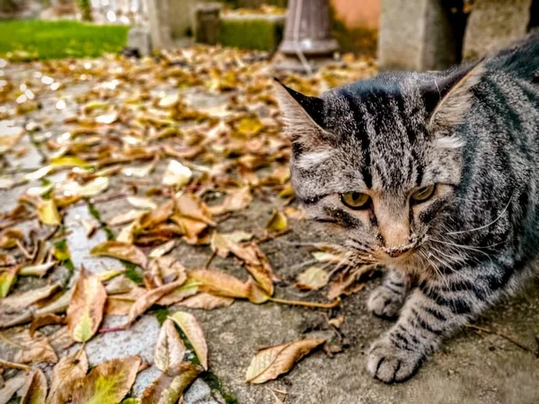 Una Vista Gato Curioso Buscando Algo Interesante Hermoso Jardín — Foto de Stock