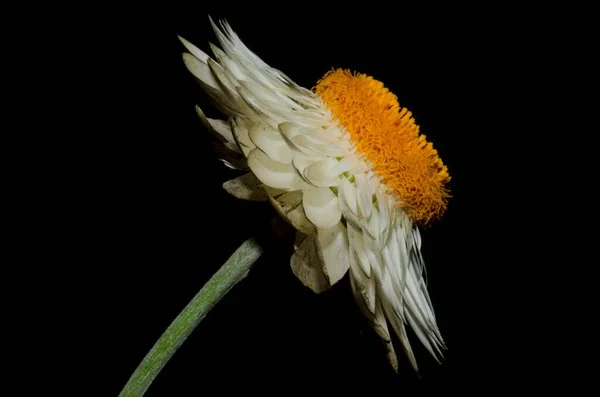 Une Macro Photo Fleur Marguerite Blanche Sur Fond Noir — Photo