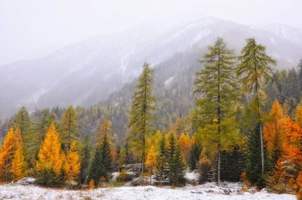 冬の紅葉の絶景 — ストック写真