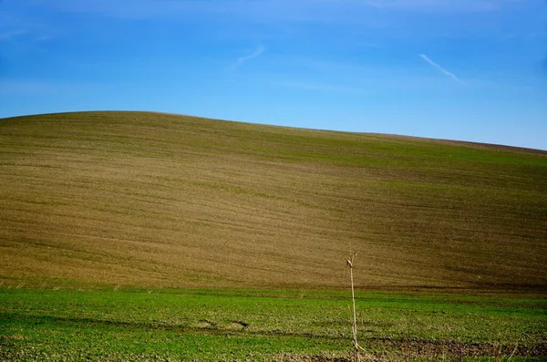 Landbouw Veld Blauwe Lucht Toscane Italië — Stockfoto