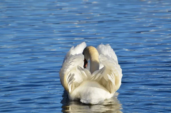 Cisne Blanco Nadando Lago Con Una Forma Reposo Hermosa — Foto de Stock