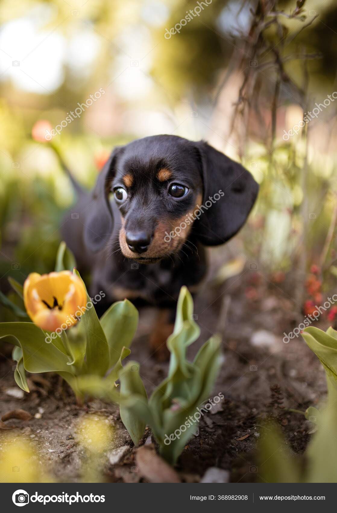 Austrian Black Black Hound Puppy Cute Puppy Austrian Black Tan