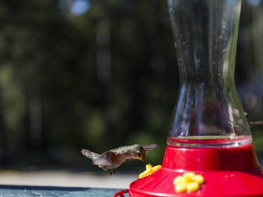 hummingbird flies while taking nectar from a red drinking fountain clipart