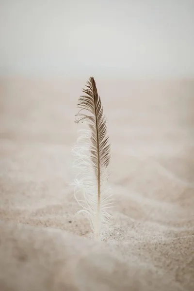 一根羽毛在沙滩上的垂直拍 — 图库照片