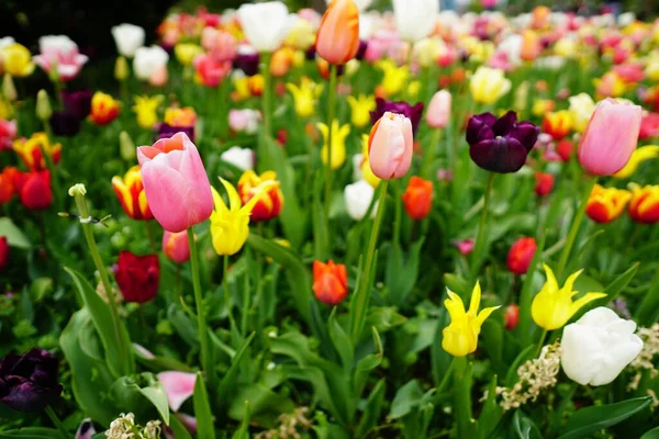 Beautiful Closeup Colorful Flowers Garden Sunlight — Stock Photo, Image