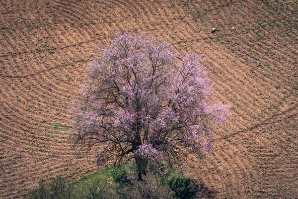 Vertikal Bild Ett Enda Träd Ett Ökenområde — Stockfoto
