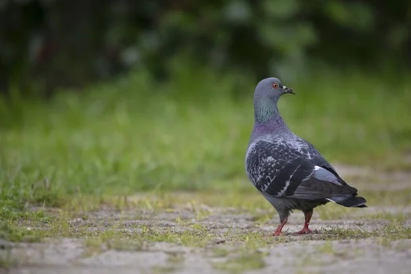 Eine Flache Aufnahme Einer Taube Die Auf Einem Unbefestigten Boden — Stockfoto