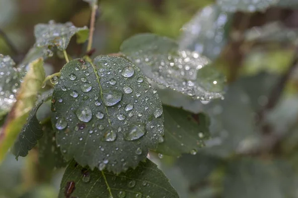 Green Leaves Wild Plant Filled Raindrops — Stock Photo, Image