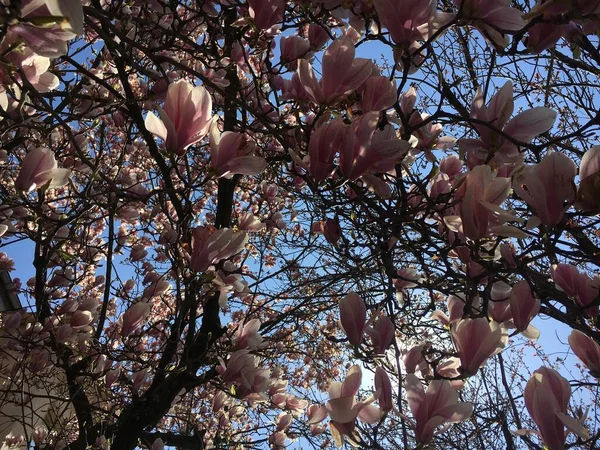 Low Angle Picture Beautiful Japanese Tree Sakura Sunlight — Stock Photo, Image