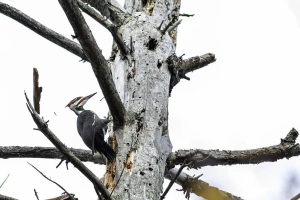 Een Lage Hoek Opname Van Een Pileated Specht Een Boom — Stockfoto