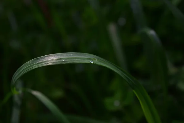 Close Uma Cachoeira Grama Campo Sob Luz Sol Com Fundo — Fotografia de Stock